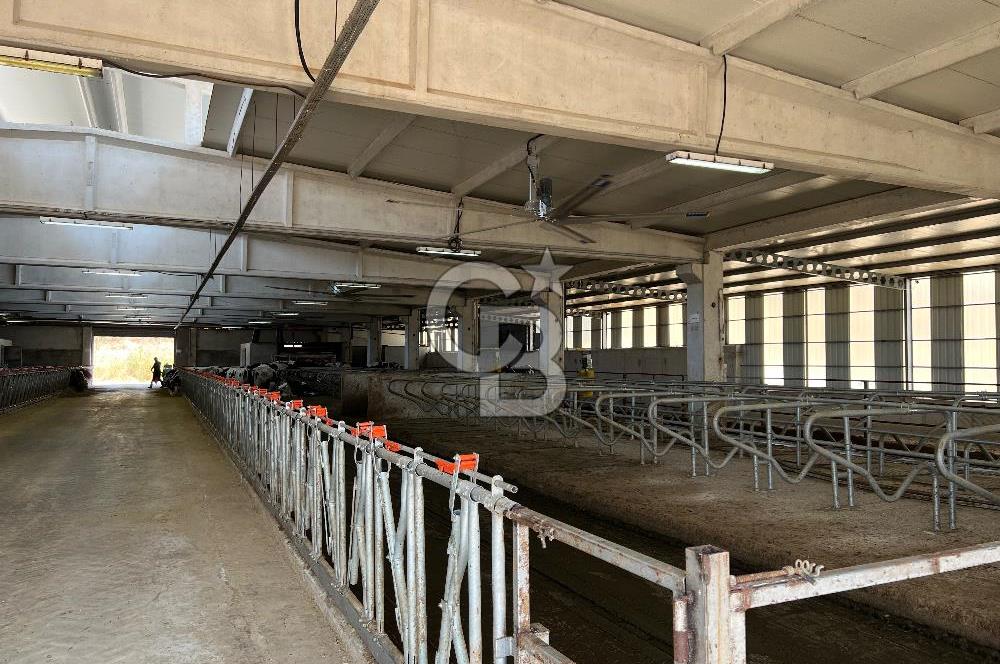 Balıkesir Yeniköyde satılık Çiftlik