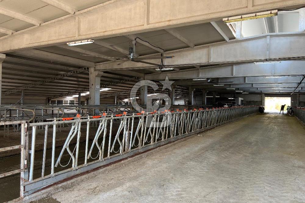 Balıkesir Yeniköyde satılık Çiftlik