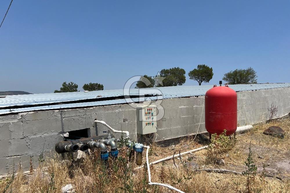 Balıkesir Yeniköyde satılık Çiftlik