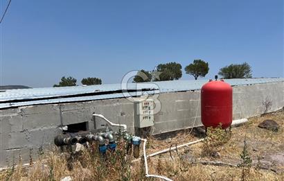 Balıkesir Yeniköyde satılık Çiftlik