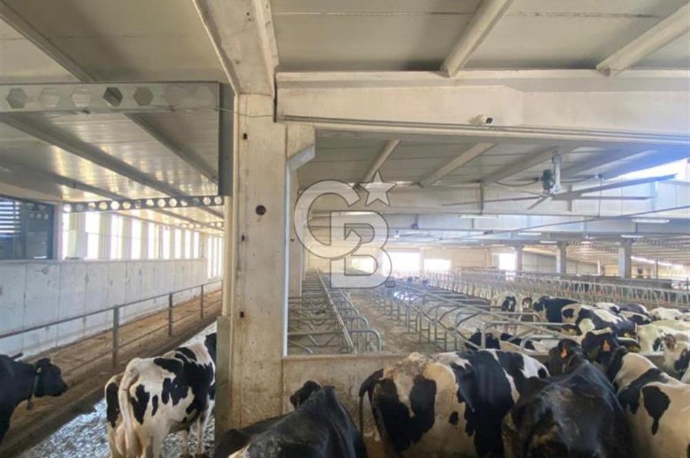 Balıkesir Yeniköyde satılık Çiftlik