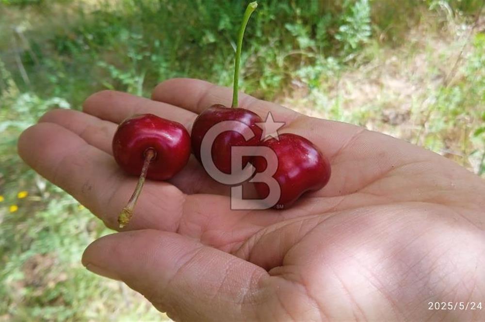 KEMALPAŞA ARMUTLU SATILIK 2765 M2 TEK TAPU BAĞ