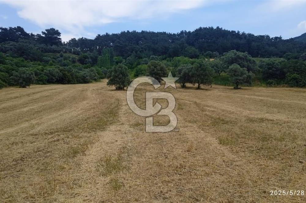 KEMALPAŞA YUKARİKİZİLCA SATILIK ZEYTİNLİ TARLA 35707m2
