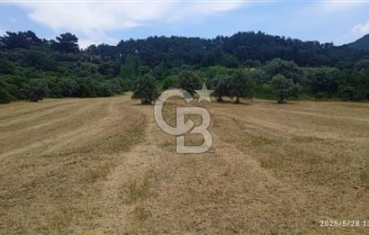 KEMALPAŞA YUKARİKİZİLCA SATILIK ZEYTİNLİ TARLA 35707m2