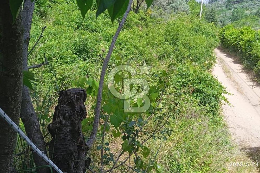 KEMALPAŞA ARMUTLU SATILIK 2765 M2 TEK TAPU BAĞ