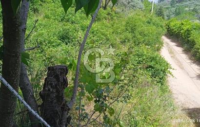 KEMALPAŞA ARMUTLU SATILIK 2765 M2 TEK TAPU BAĞ