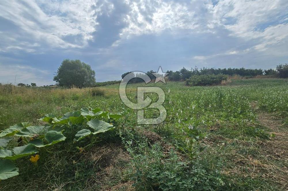 ÇANAKKALE LAPSEKİ ADATEPE KÖYÜNDE İMARA YAKIN SATILIK TARLA
