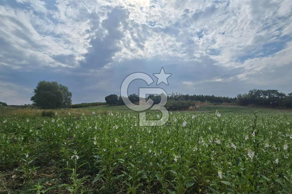 ÇANAKKALE LAPSEKİ ADATEPE KÖYÜNDE İMARA YAKIN SATILIK TARLA