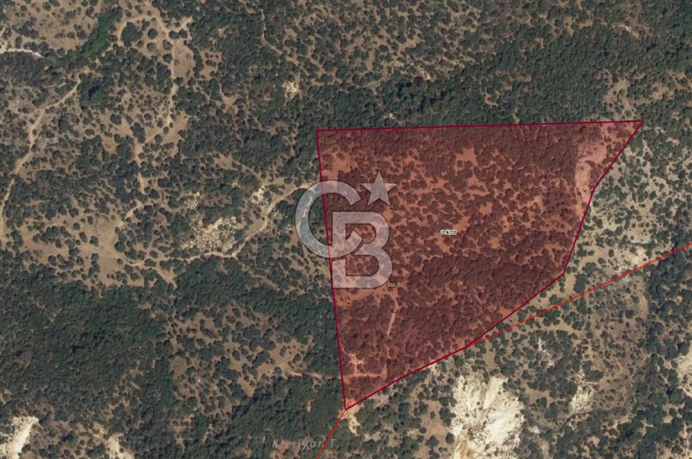 DİKİLİ'DE ÇANAKKALE ASFALTINA 4KM MESAFEDE 50 DÖNÜM ZEYTİNLİK !!