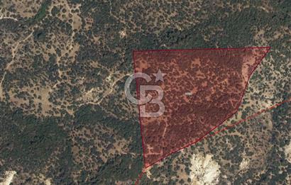 DİKİLİ'DE ÇANAKKALE ASFALTINA 4KM MESAFEDE 50 DÖNÜM ZEYTİNLİK !!