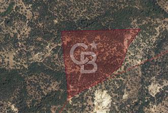 DİKİLİ'DE ÇANAKKALE ASFALTINA 4KM MESAFEDE 50 DÖNÜM ZEYTİNLİK !! - 8 - 290996