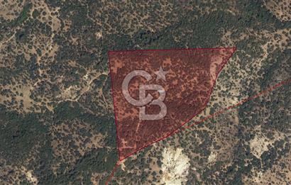 DİKİLİ'DE ÇANAKKALE ASFALTINA 4KM MESAFEDE 50 DÖNÜM ZEYTİNLİK !!