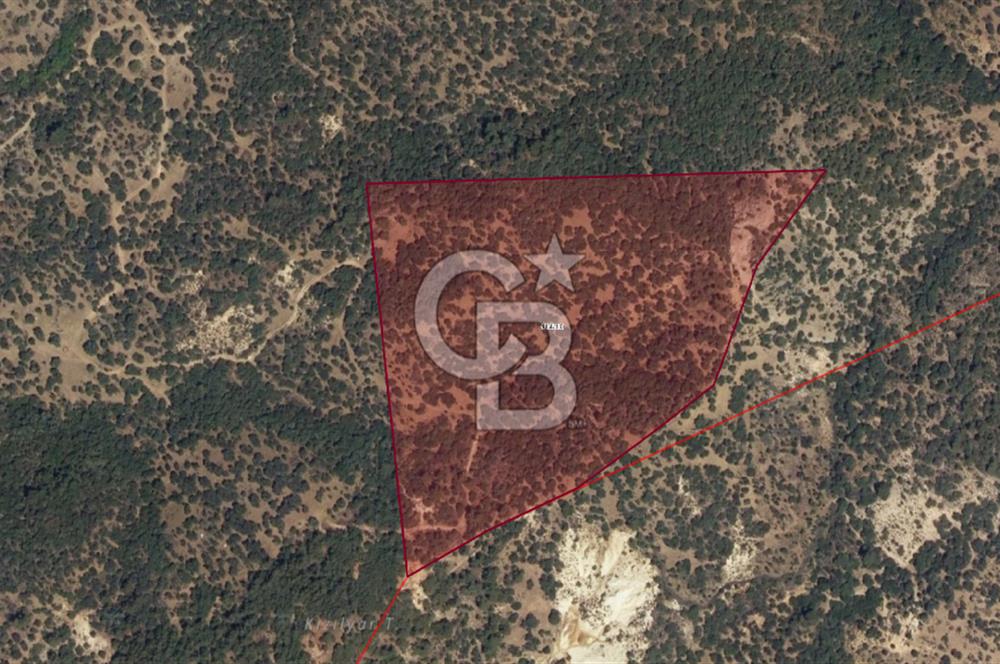 DİKİLİ'DE ÇANAKKALE ASFALTINA 4KM MESAFEDE 50 DÖNÜM ZEYTİNLİK !!