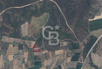LAPSEKİ DİŞBUDAK KÖYÜNDE SATILIK ARAZİ