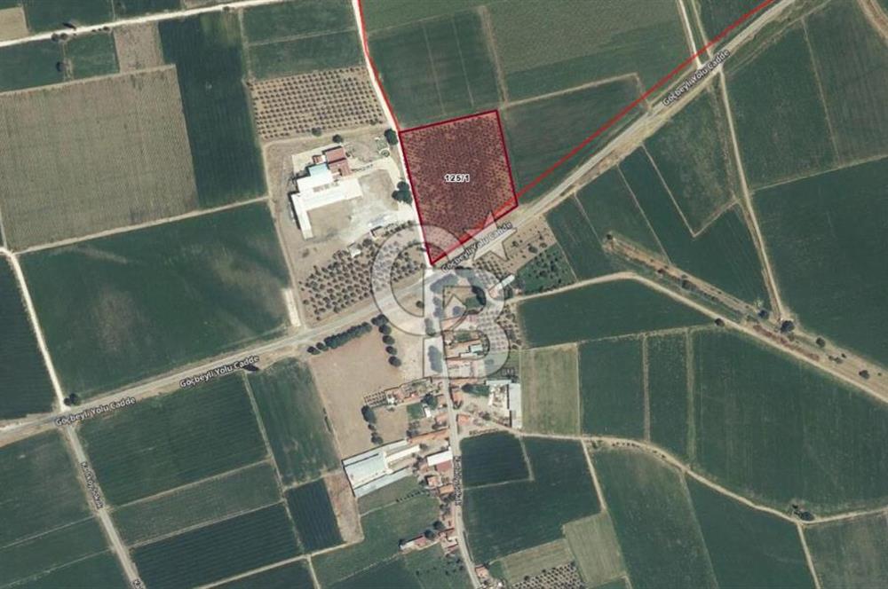 BERGAMA ALİBEYLİ DE 8262 M2 360 AĞAÇLI FIRSAT ZEYTİNLİK
