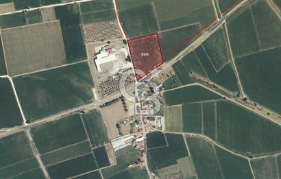 BERGAMA ALİBEYLİ DE 8262 M2 360 AĞAÇLI FIRSAT ZEYTİNLİK