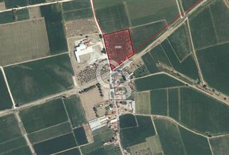 BERGAMA ALİBEYLİ DE 8262 M2 360 AĞAÇLI FIRSAT ZEYTİNLİK