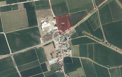 BERGAMA ALİBEYLİ DE 8262 M2 360 AĞAÇLI FIRSAT ZEYTİNLİK