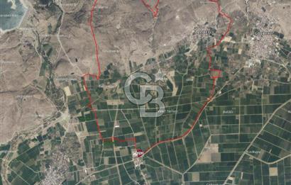 BERGAMA ALİBEYLİ DE 8262 M2 360 AĞAÇLI FIRSAT ZEYTİNLİK
