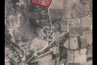 Torbalı Çapakta Satılık Tarla ve Zeytinlik
