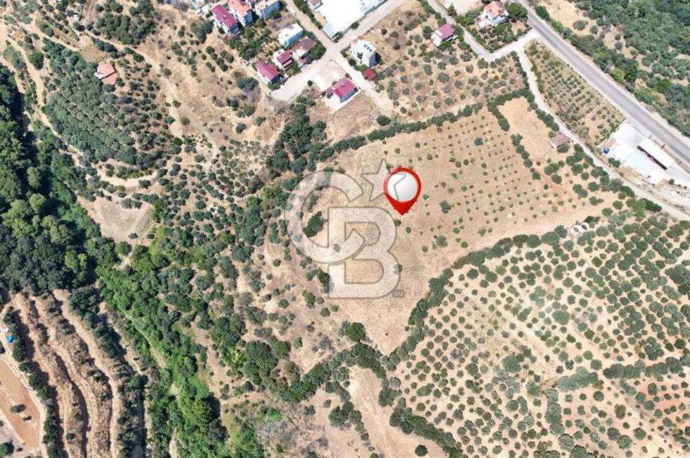 Aydın Karacasuda Satılık İmara Komşu Yatırımlık 31.298m2 Arazi