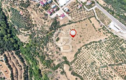 Aydın Karacasuda Satılık İmara Komşu Yatırımlık 31.298m2 Arazi