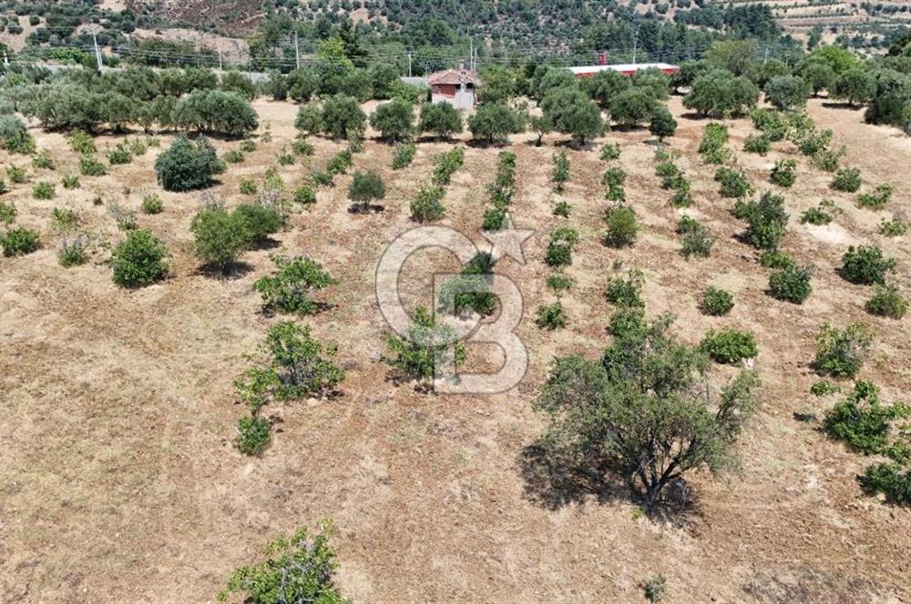 Aydın Karacasuda Satılık İmara Komşu Yatırımlık 31.298m2 Arazi