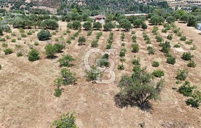 Aydın Karacasuda Satılık İmara Komşu Yatırımlık 31.298m2 Arazi