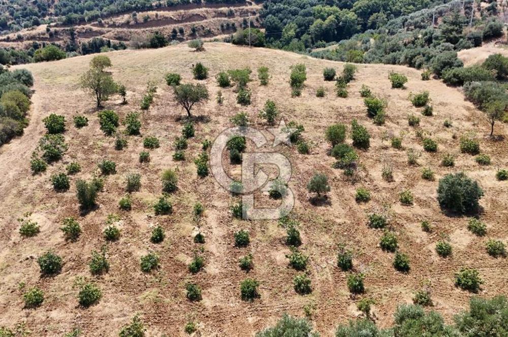 Aydın Karacasuda Satılık İmara Komşu Yatırımlık 31.298m2 Arazi