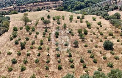 Aydın Karacasuda Satılık İmara Komşu Yatırımlık 31.298m2 Arazi
