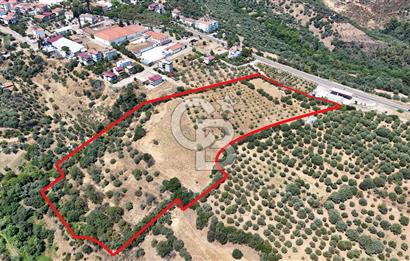 Aydın Karacasuda Satılık İmara Komşu Yatırımlık 31.298m2 Arazi