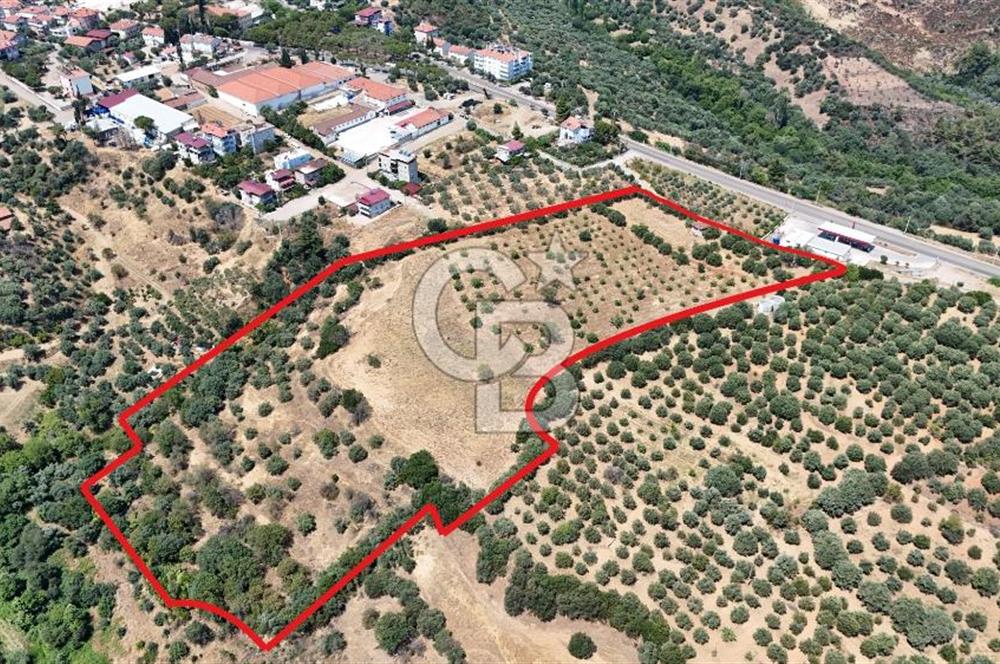 Aydın Karacasuda Satılık İmara Komşu Yatırımlık 31.298m2 Arazi