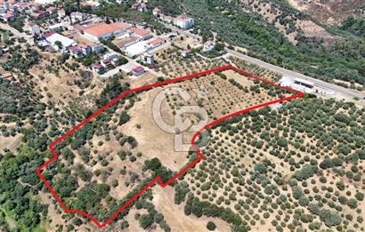 Aydın Karacasuda Satılık İmara Komşu Yatırımlık 31.298m2 Arazi