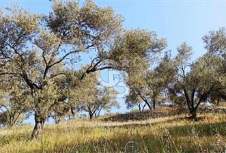 BALIKESİR BURHANİYE'DE 5.480m² SATILIK ZEYTİNLİK CB TOWER