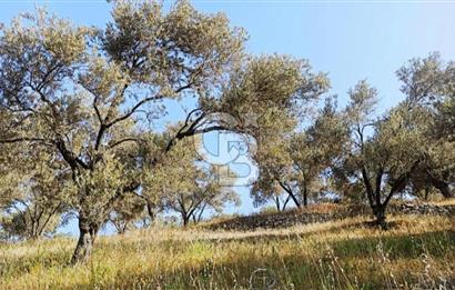 BALIKESİR BURHANİYE'DE 5.480m² SATILIK ZEYTİNLİK CB TOWER