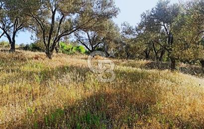 BALIKESİR BURHANİYE'DE 5.480m² SATILIK ZEYTİNLİK CB TOWER