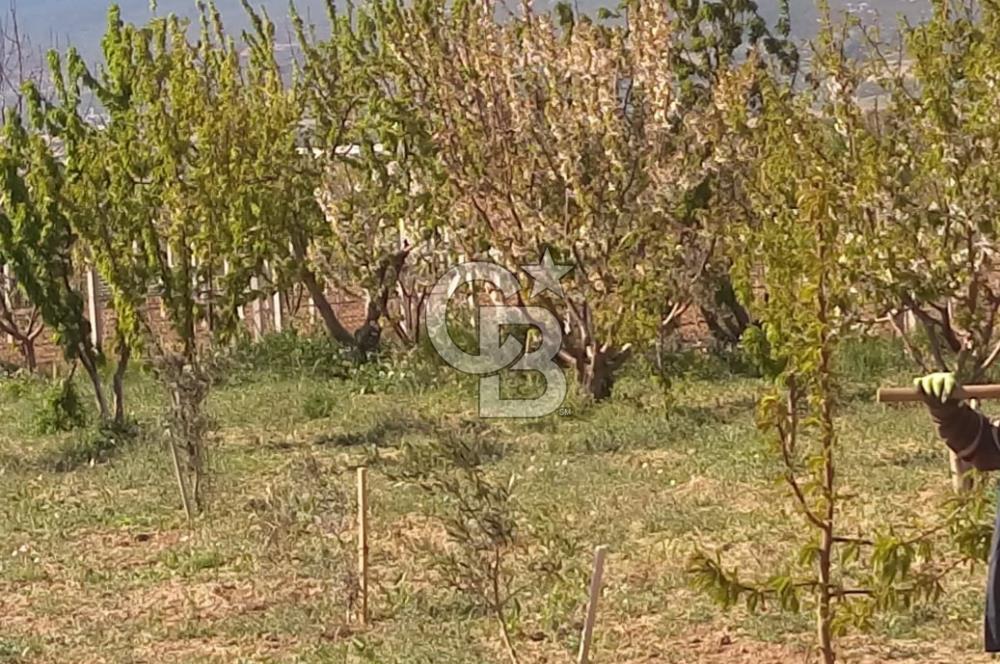 KEMALPAŞA AŞAĞIKIZILCADA 3550M2 SATILIK BAĞ