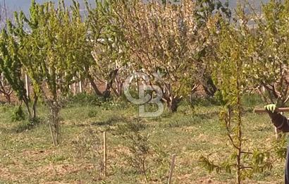 KEMALPAŞA AŞAĞIKIZILCADA 3550M2 SATILIK BAĞ