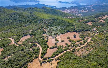 CB ARDENDEN ANTALYA KAŞ BELENLİDE 6816 M2 SATILIK TARLA