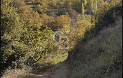 BAYINDIR SÖĞÜTÖREN' DE ACİLL SATILIK ZEYTİNLİK (2.736 metrekare) 