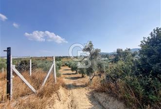 TORBALI DİRMİL'DE TEK TAPU 3162 M2 SATILIK TARLA 