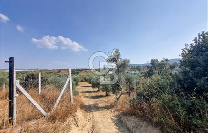 TORBALI DİRMİL'DE TEK TAPU 3162 M2 SATILIK TARLA 