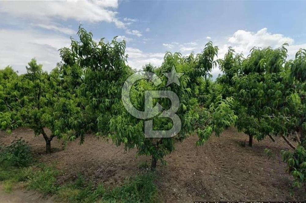 ASFALT YOLA CEPHE KÖYE YAKIN YATIRIM DEĞERİ YÜKSEK ARAZİ