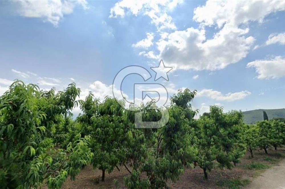ASFALT YOLA CEPHE KÖYE YAKIN YATIRIM DEĞERİ YÜKSEK ARAZİ
