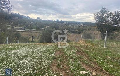 BORNOVA YAKAKÖY'DE SATILIK ZEYTİNLİK
