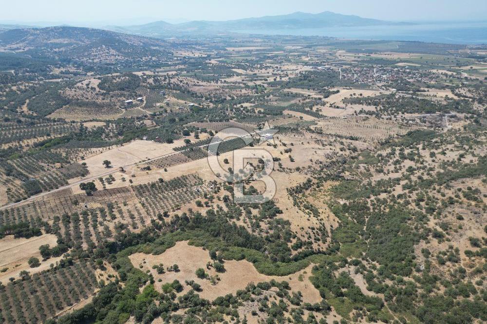 CB.ROUTE'DAN, DİKİLİ KIRATLIDA SATILIK 22 DÖNÜM TARLA