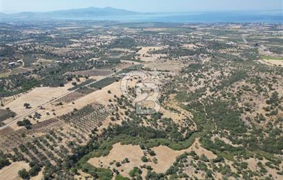 CB.ROUTE'DAN, DİKİLİ KIRATLIDA SATILIK 22 DÖNÜM TARLA