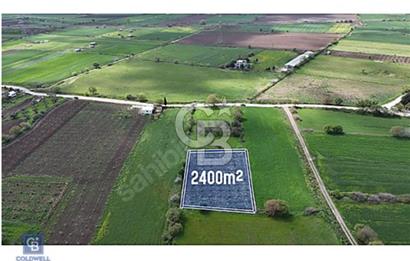 ALİAĞA HELVACI DA 2.400 M2 ZEYTİNLİ TARLA