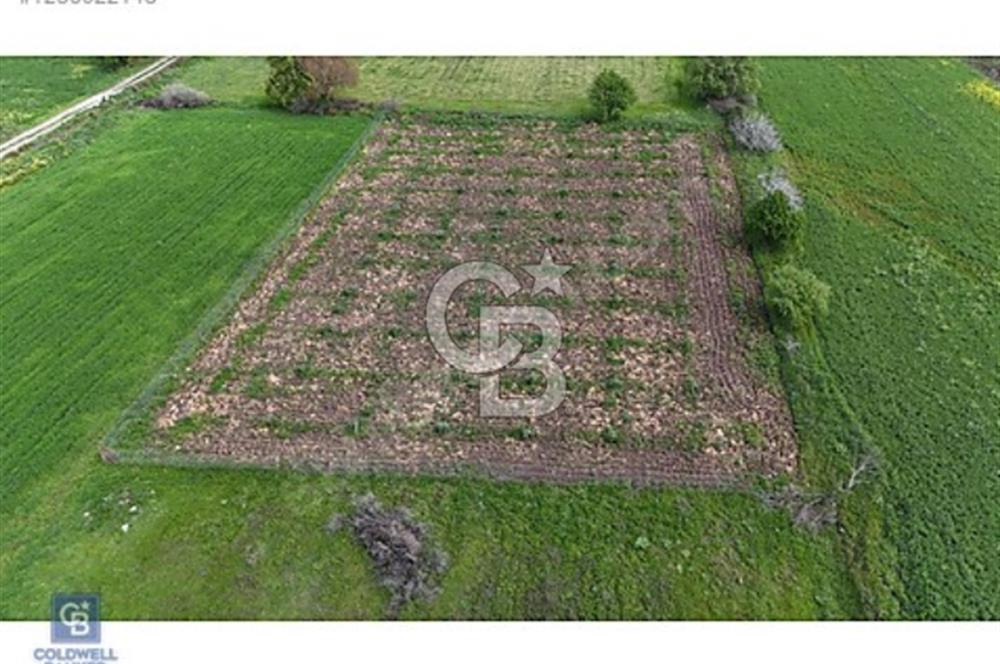 ALİAĞA HELVACI DA 2.400 M2 ZEYTİNLİ TARLA