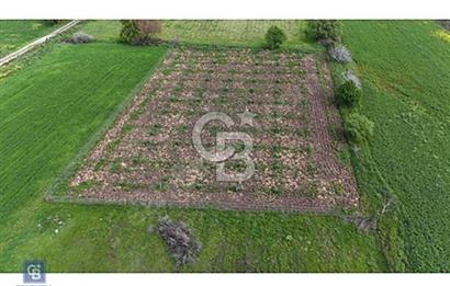 ALİAĞA HELVACI DA 2.400 M2 ZEYTİNLİ TARLA